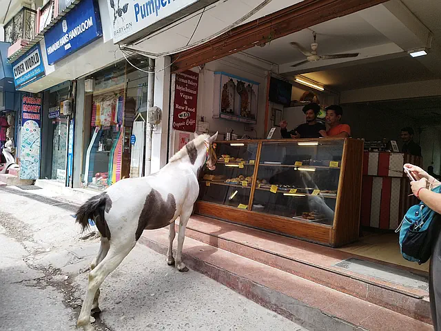Ein weiß-braun geflecktes Pferd steht auf der asphaltierten Straße vor der Auslage einer Bäckerei. Hinter der Auslage stehen 2 Männer. Im Hintergrund, hinter einem Pult steht ein weiterer Mann.